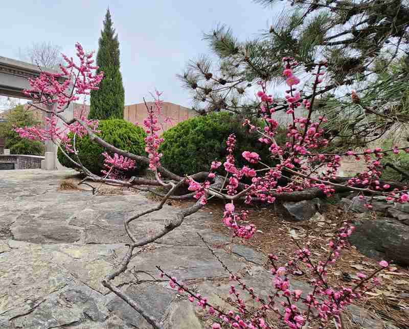 《达观春院即兴，记好友李光先生》